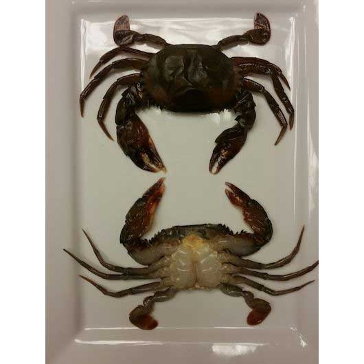 Harbor Seafood Soft Shell Crab, 2.14 Pound -- 4 per case