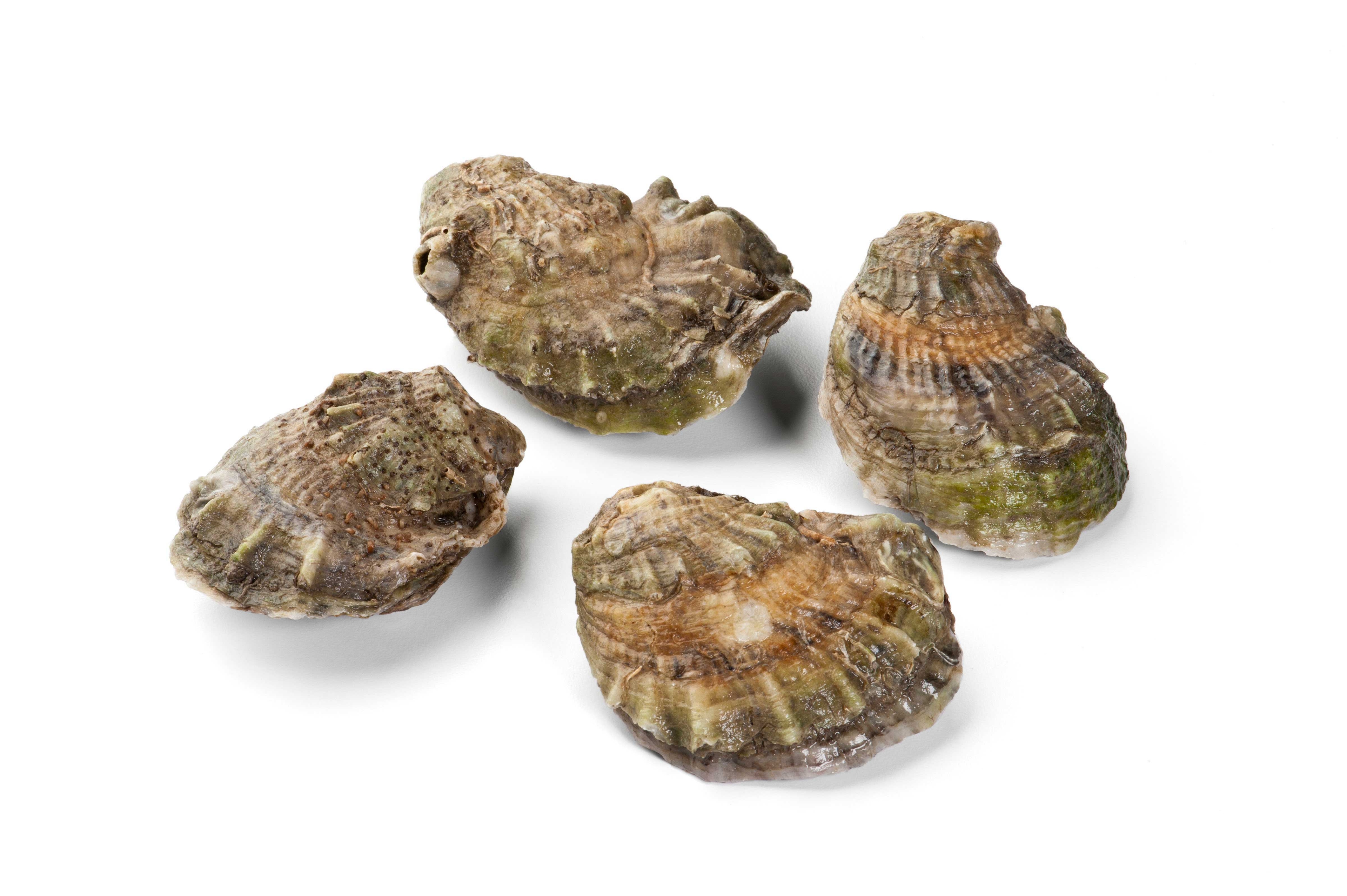 Hillman Whole Oyster - Individually Quick Frozen, 40 Pound.