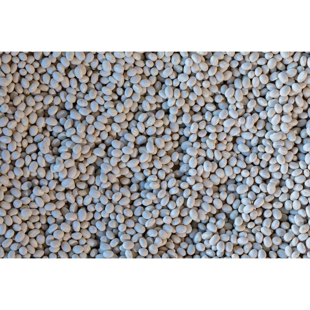 Rancho Gordo Alubia Blanca Bean, 16 Ounce -- 12 per case