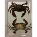 Harbor Seafood Jumbo Soft Shell Crab, 2.24 Pound -- 4 per case