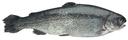 Clear Springs Dressed Rainbow Trout, 10 Ounce.