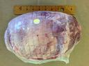 Broadleaf Wild Boar Shoulders, 5 Pound -- 5 per case