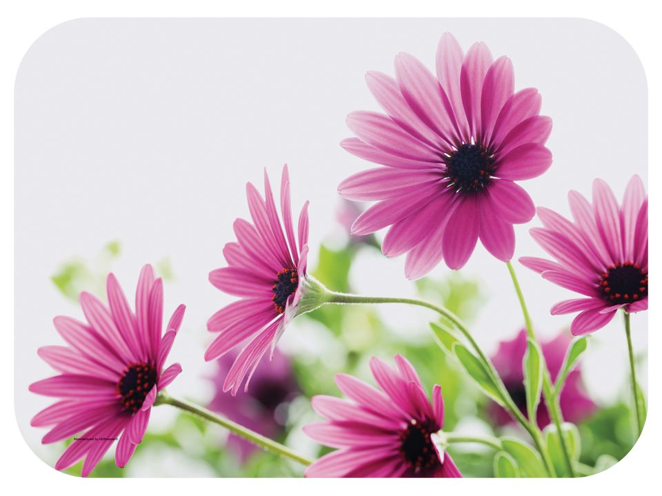 Hoffmaster Bright Daisy Bright Daisy Paper Traymat, 13.625 X 18.75 Inch -- 500 Per Case