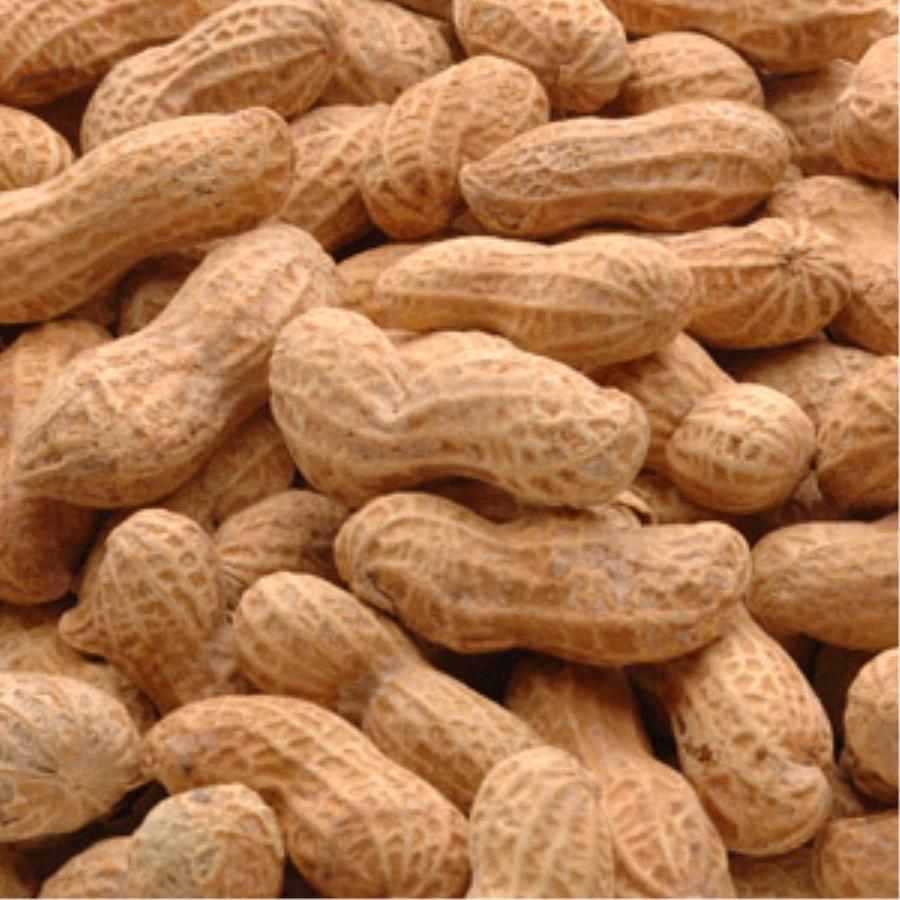 Azar Peanut In The Shell Salted, 25 Pound